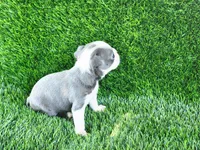 Bella, a female Boston Terrier for sale in Fresno, CA – 6 of 6