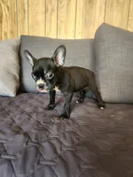 Bella, a female Boston Terrier and French Bulldog for sale in Fresno, CA – 2 of 5