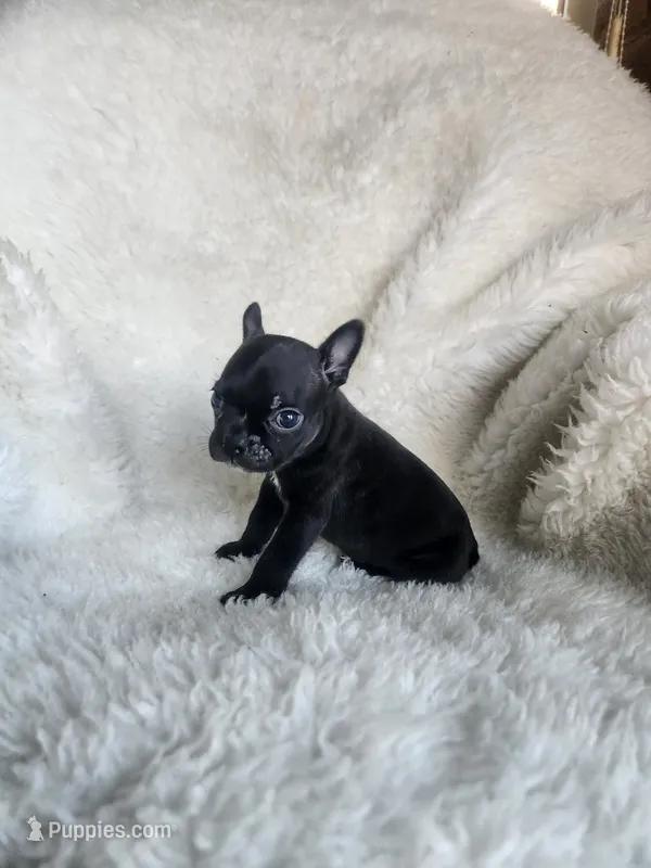 Coby  – Boston Terrier puppy for sale in Fresno, CA