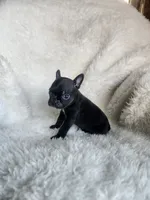 Coby , a male Boston Terrier for sale in Fresno, CA – 1 of 7