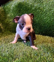Rocky, a male Boston Terrier for sale in Fresno, CA – 3 of 7