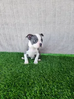 Rocky , a male Boston Terrier for sale in Fresno, CA – 5 of 7