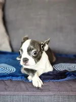 Isabella , a female Boston Terrier for sale in Fresno, CA – 2 of 9