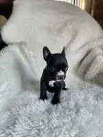Bella, a female Boston Terrier for sale in Fresno, CA – 2 of 7
