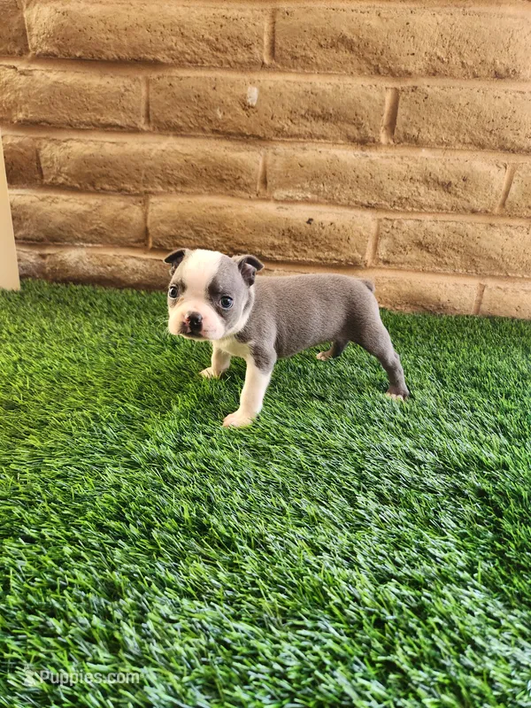 Blue – Boston Terrier puppy for sale in Fresno, CA