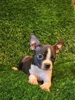 Daisy , a female Boston Terrier for sale in Fresno, CA – 6 of 7
