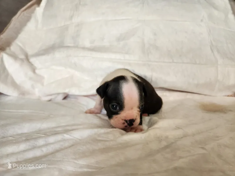 Pebbles  – Boston Terrier puppy for sale in Fresno, CA