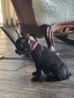 Bella , a female Boston Terrier and French Bulldog for sale in Fresno, CA – 6 of 7