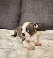 King Coby, a male Boston Terrier for sale in Fresno, CA – 4 of 10