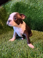 Rocky, a male Boston Terrier for sale in Fresno, CA – 4 of 7