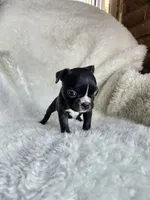 Rosie , a female Boston Terrier for sale in Fresno, CA – 3 of 5