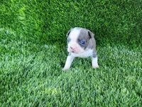 Bella, a female Boston Terrier for sale in Fresno, CA – 4 of 6