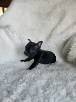 Emma, a female Boston Terrier for sale in Fresno, CA – 3 of 5