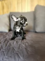 Bella , a female Boston Terrier and French Bulldog for sale in Fresno, CA – 3 of 4