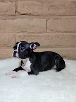 Bella, a female Boston Terrier for sale in Fresno, CA – Photo 7 of 7