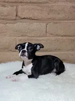 Bella, a female Boston Terrier for sale in Fresno, CA – Photo 5 of 7