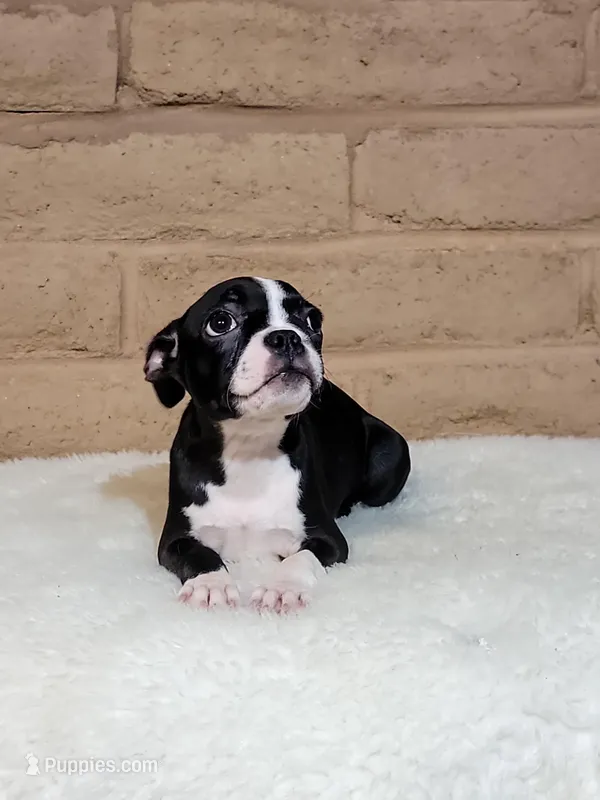 Bella, a female Boston Terrier for sale in Fresno, CA – Photo 1 of 7