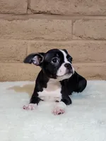 Bella, a female Boston Terrier for sale in Fresno, CA – Photo 2 of 7