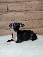 Bella, a female Boston Terrier for sale in Fresno, CA – Photo 3 of 7