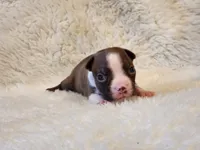 Princess , a female Boston Terrier for sale in Fresno, CA – 4 of 7