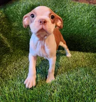 Brown , a male Boston Terrier for sale in Fresno, CA – 5 of 8