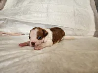 Brownie , a male Boston Terrier for sale in Fresno, CA – 4 of 7