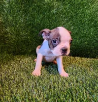 Max, a male Boston Terrier for sale in Fresno, CA – 5 of 7