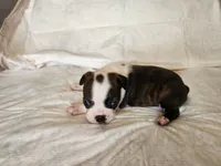 Gus, a male Boston Terrier for sale in Fresno, CA – 6 of 6