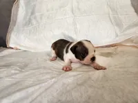 Coby, a male Boston Terrier for sale in Fresno, CA – 2 of 7