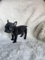 Coby , a male Boston Terrier for sale in Fresno, CA – 3 of 7