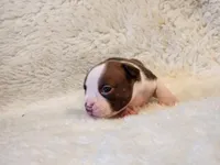Emma, a female Boston Terrier for sale in Fresno, CA – 6 of 7