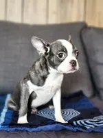 Isabella , a female Boston Terrier for sale in Fresno, CA – 6 of 9