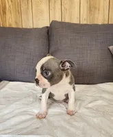King Coby, a male Boston Terrier for sale in Fresno, CA – 2 of 10
