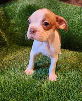 Brown , a male Boston Terrier for sale in Fresno, CA – 4 of 8