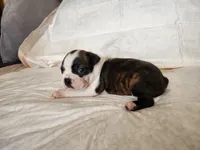Gus, a male Boston Terrier for sale in Fresno, CA – 5 of 6
