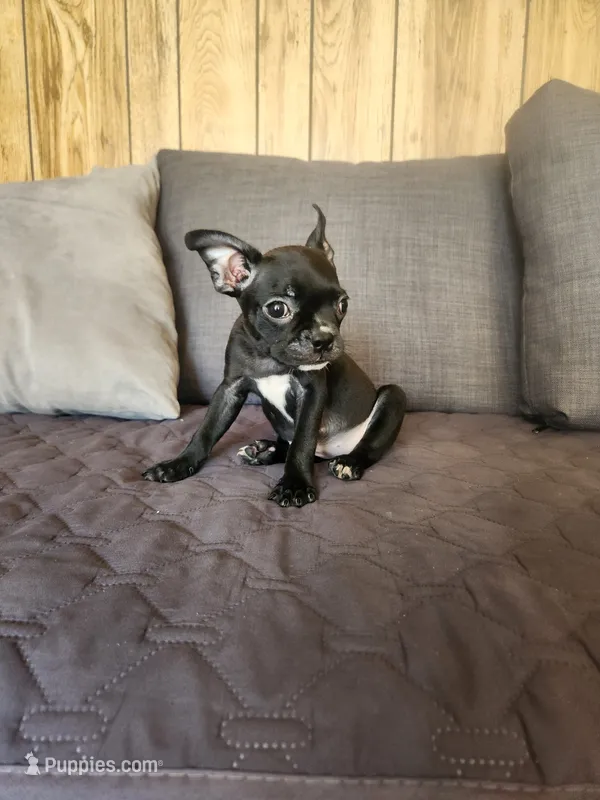 Emma – Boston Terrier, French Bulldog puppy for sale in Fresno, CA