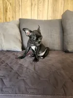 Emma, a female Boston Terrier and French Bulldog for sale in Fresno, CA – 1 of 5