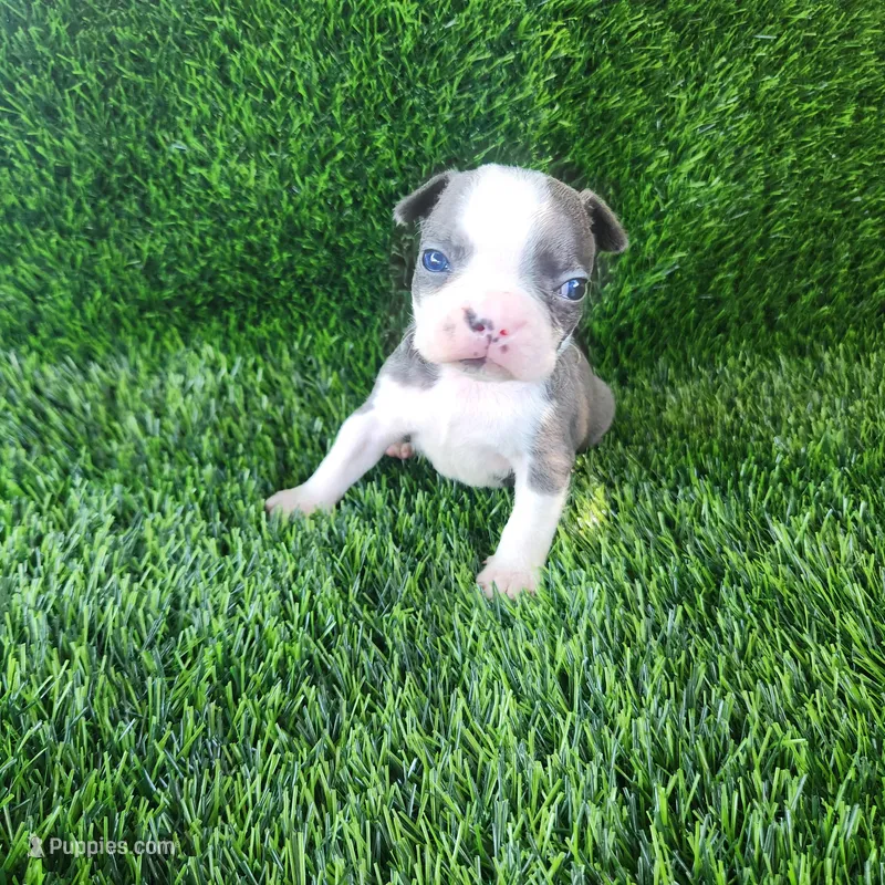 Bella – Boston Terrier puppy for sale in Fresno, CA