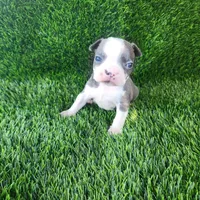 Bella, a female Boston Terrier for sale in Fresno, CA – 1 of 6