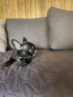 Bella, a female Boston Terrier and French Bulldog for sale in Fresno, CA – 5 of 5