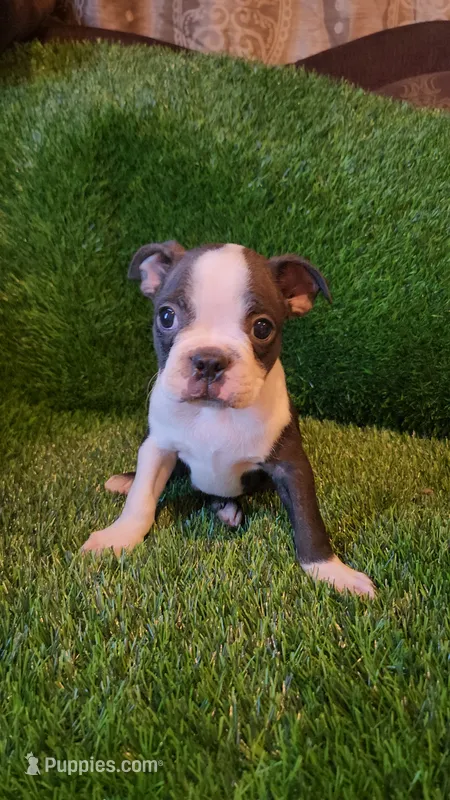 Rocky – Boston Terrier puppy for sale in Fresno, CA