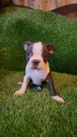 Rocky, a male Boston Terrier for sale in Fresno, CA – 1 of 7