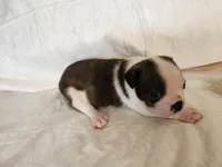 Coby, a male Boston Terrier for sale in Fresno, CA – 7 of 7