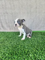 Rocky , a male Boston Terrier for sale in Fresno, CA – 4 of 7