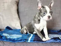 Isabella , a female Boston Terrier for sale in Fresno, CA – 8 of 9