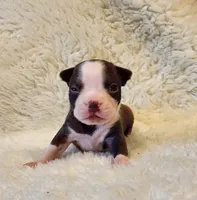 Muffin , a female Boston Terrier for sale in Fresno, CA – 2 of 6