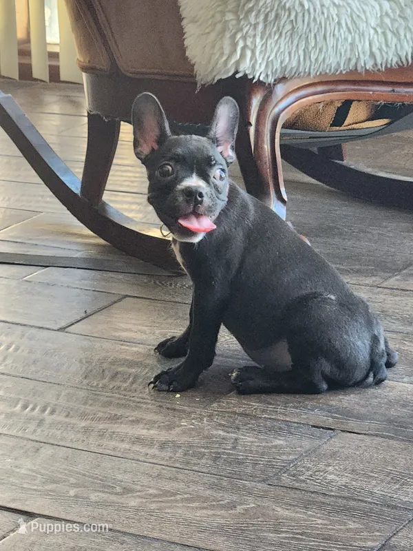 Bella  – Boston Terrier, French Bulldog puppy for sale in Fresno, CA
