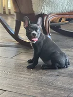 Bella , a female Boston Terrier and French Bulldog for sale in Fresno, CA – 1 of 7