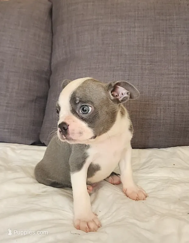 King Coby – Boston Terrier puppy for sale in Fresno, CA