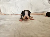 Baby, a female Boston Terrier for sale in Fresno, CA – 6 of 6